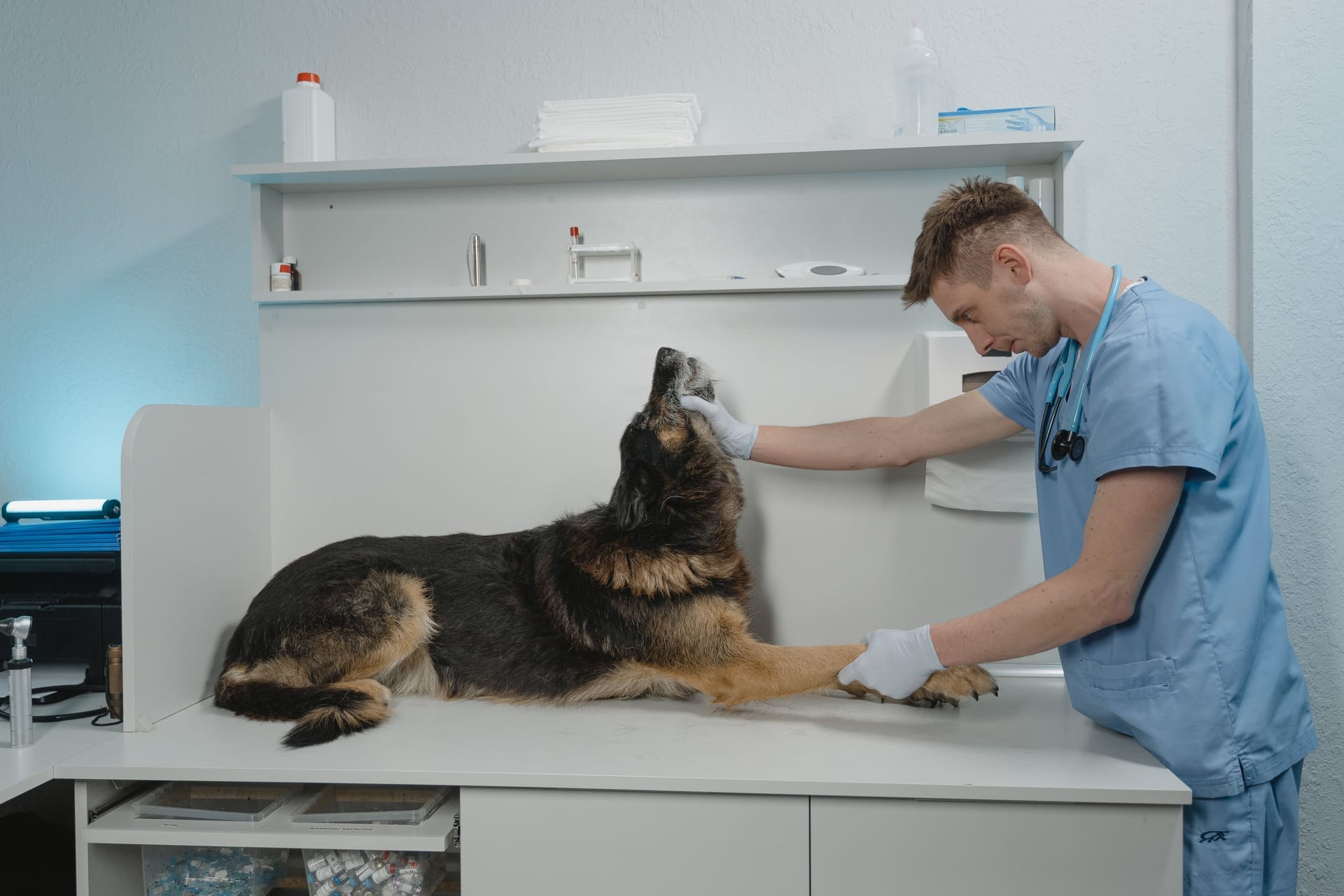 Veterinarian in blue scrubs examining a German Shepherd on the table in an exam room